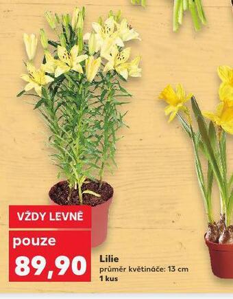Kaufland Lilie nabídka