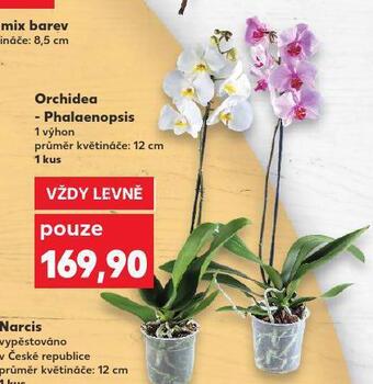 Kaufland Orchidea - phalaenopsis nabídka
