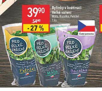 Globus Bylinky v květináči nabídka