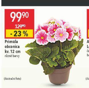 Globus Primula obconica nabídka