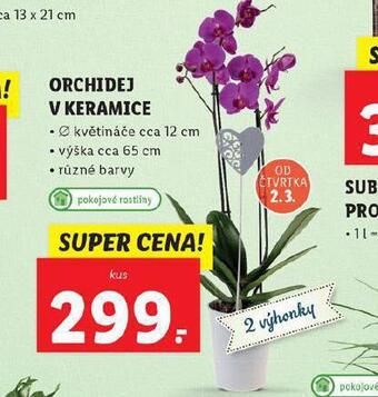 Lidl Orchidej v keramice nabídka