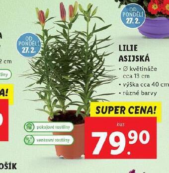 Lidl Lilie asijská nabídka