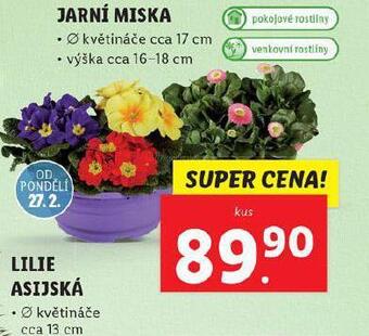 Lidl Jarní miska nabídka