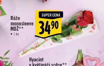 Albert Růže nabídka