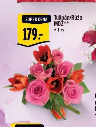 Albert Tulipán/růže nabídka