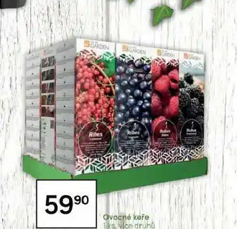 Tesco Ovocné keře nabídka