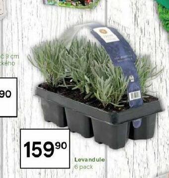 Tesco Levandule nabídka
