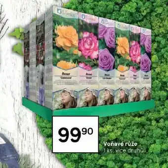 Tesco Voňavé růže nabídka