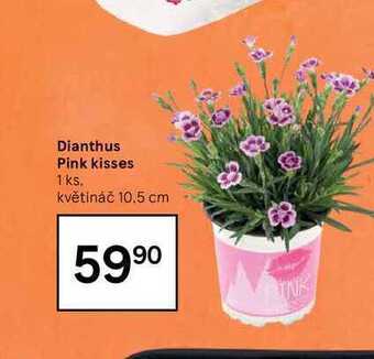 Tesco Dianthus pink kisses 1 ks nabídka