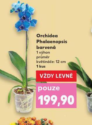 Kaufland Orchidea - phalaenopsis nabídka