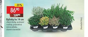 Globus Bylinky nabídka