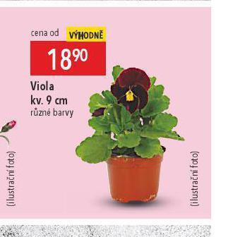 Globus Viola nabídka