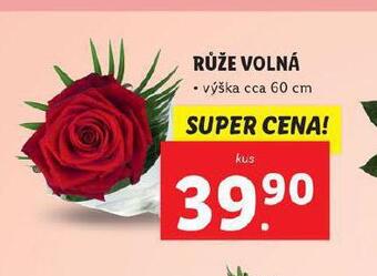 Lidl Růže volná nabídka