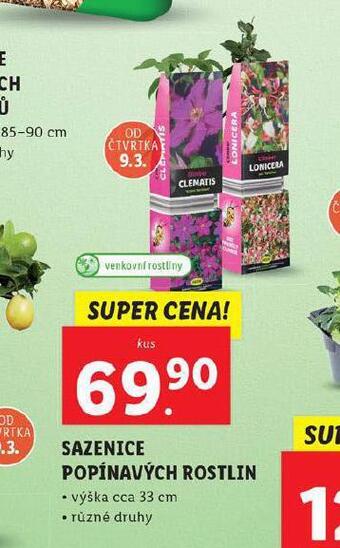 Lidl Sazenice popínavých rostlin nabídka