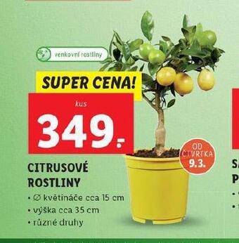 Lidl Citrusové rostliny nabídka