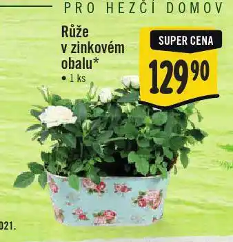 Jip Růže v zinkovém obalu nabídka