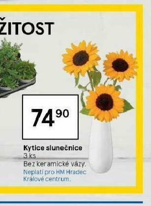 Tesco Kytice slunečnice nabídka