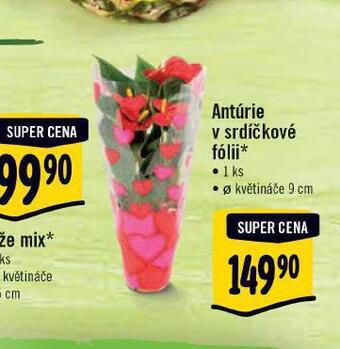 Antúrie