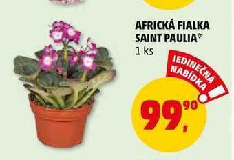 Penny Market Africká fialka saint paulia, 1 ks nabídka