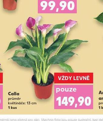Kaufland Calla nabídka