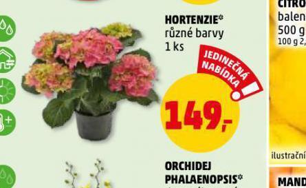 Penny Market Hortenzie nabídka