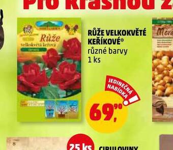 Penny Market Růže velkokvěté keříkové nabídka