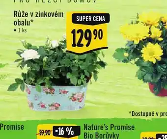 Albert Růže v zinkovém obalu nabídka