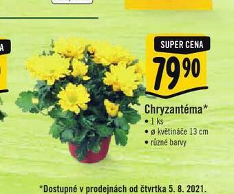 Albert Chryzantéma nabídka