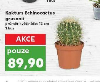 Kaufland Kaktus echinocactus grusonii nabídka