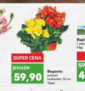 Kaufland Begonie nabídka