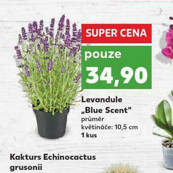 Kaufland Levandule nabídka