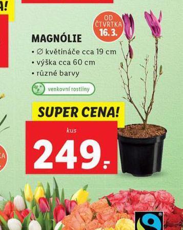 Lidl Mangólie nabídka