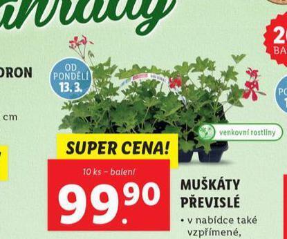 Lidl Muškát převislý nabídka