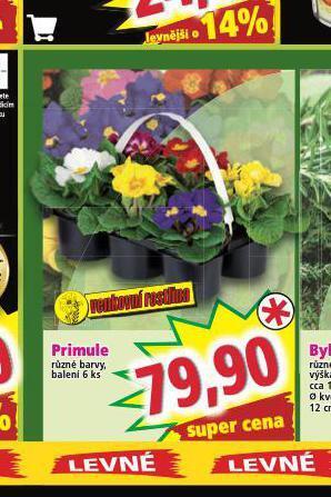 Norma Primule nabídka