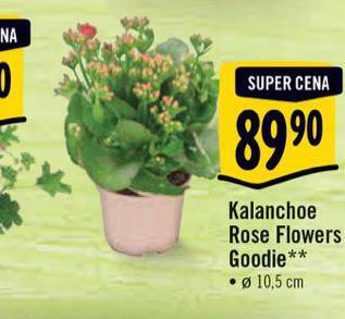 Albert Kalanchoe nabídka