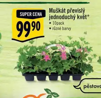 Albert Muškát převislý jednoduchý květ 10pack nabídka