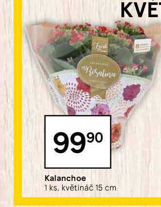 Tesco Kalanchoe 1 ks nabídka