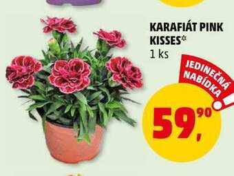 Penny Market Karafiát pink kisses, 1 ks nabídka