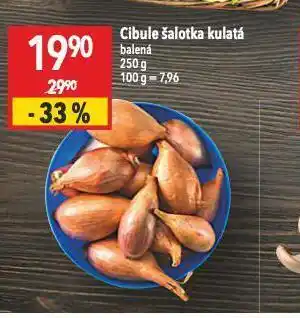 Cibule šalotka
