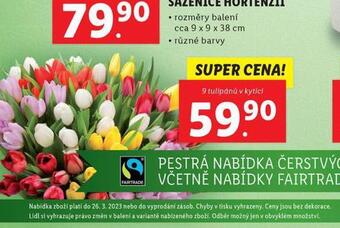 Lidl Kytice tulipánů nabídka