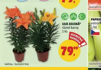 Penny Market Lilie asijská nabídka