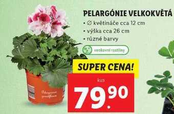 Lidl Pelargónie velkokvětá nabídka
