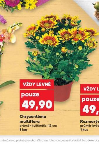 Kaufland Chryzantéma multiflora nabídka