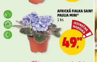 Penny Market Africká fialka saint paulia mini nabídka