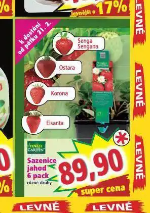 Norma Sazenice jahod 6 pack nabídka