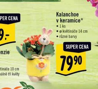Albert Kalanchoe v keramice nabídka