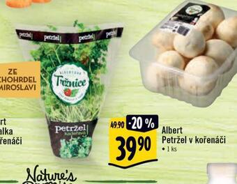 Albert Petržel v kořenáči nabídka