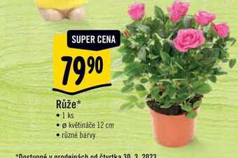 Albert Růže, pr. květináče 12 cm nabídka