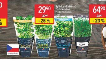 Globus Bylinky v květináči nabídka