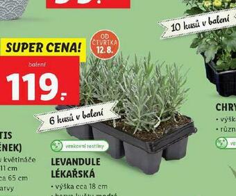 Lidl Levandule lékařská nabídka